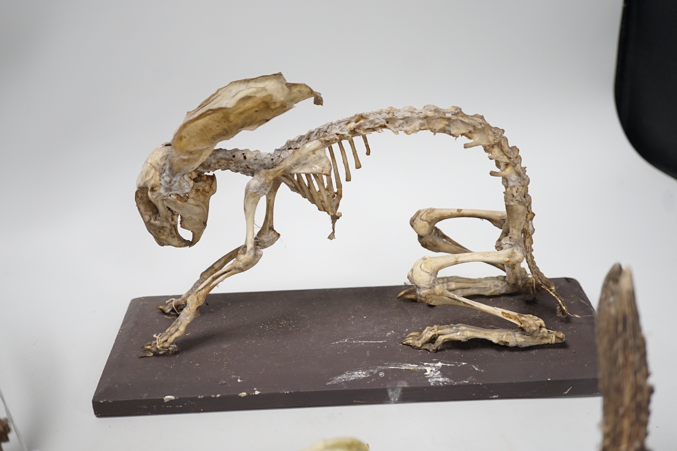 A pair of taxidermic mounted antlers, together with a rabbit skeleton and skull